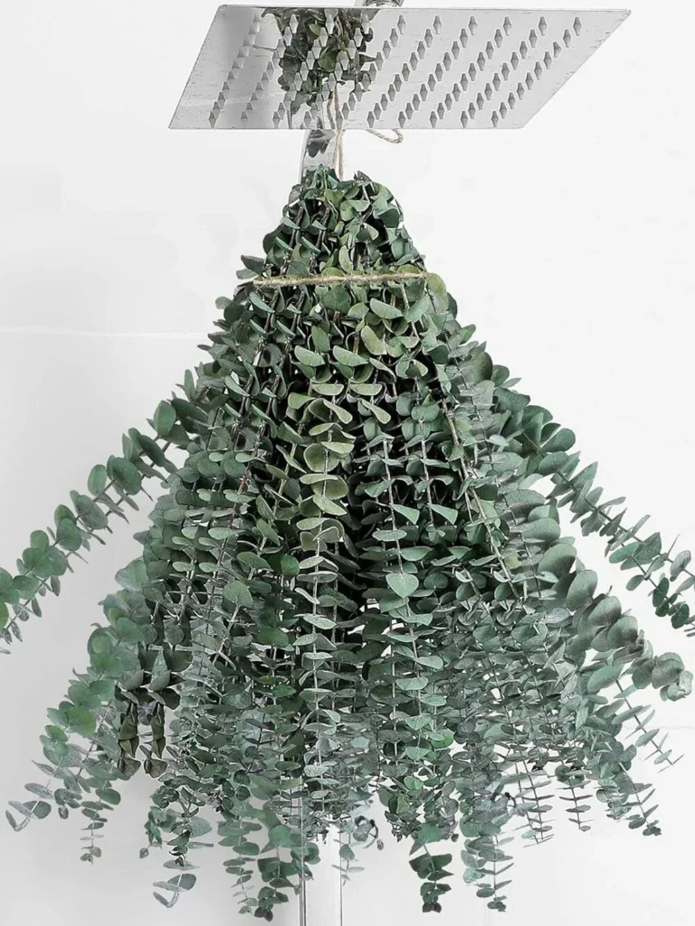 20 Pcs Dried Eucalyptus Stems 17